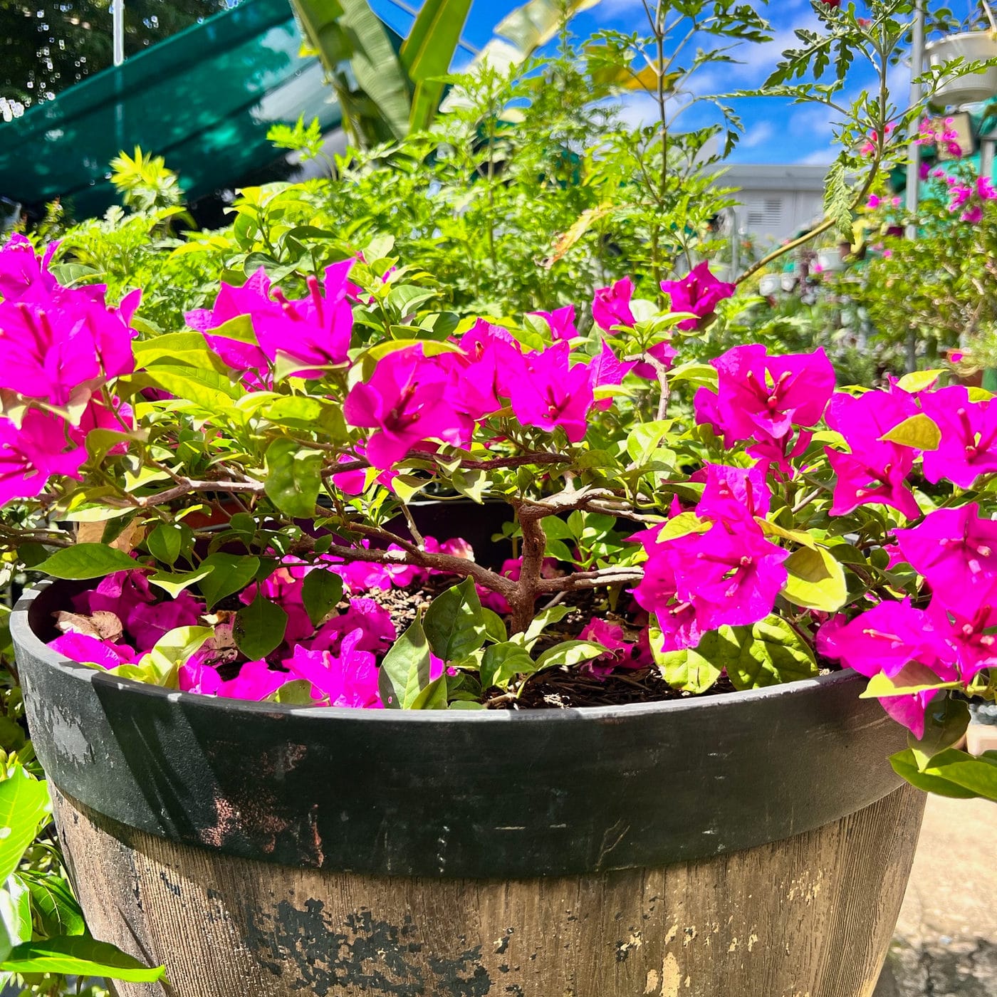 Buganvilla fucsia en una maceta de barril en el Jardín de Carmencita